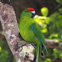 Norfolk Island Parakeet